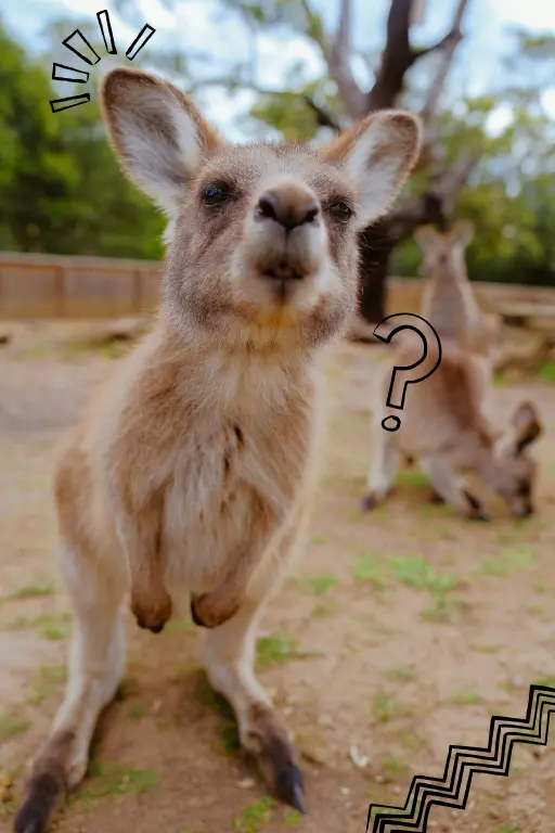 A cute kangaroo checks out the camera