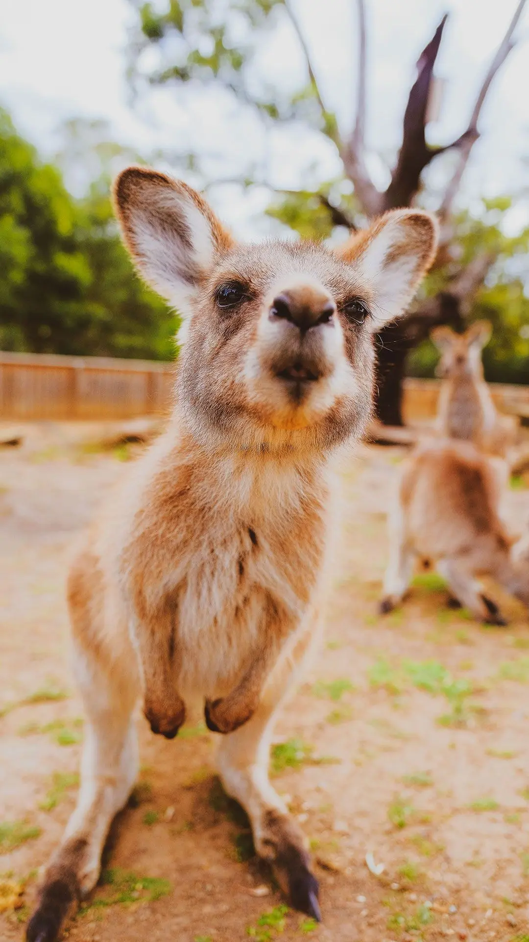 A kangaroo sniffs the camera - from Yujia Tang via Unsplash